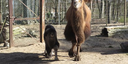Ausflug mit Kindern - Vorpommern - Da ich monatlich im Tierpark bin, gelingen mir das ganze Jahr über Schnappschüsse. So wie dieser hier: Nachwuchs bei den Trampeltieren
 - Tierpark Ueckermünde