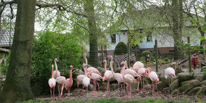 Ausflug mit Kindern - TOP Ausflugsziel 2023 - Pasewalk - Das bunte Gefieder der Flamingos ist bereits von Weitem zu sehen. - Tierpark Ueckermünde