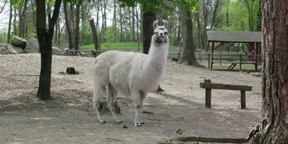 Trip with children - Ausflugsziel ist: ein Streichelzoo - Germany - Lama mit ordentlich viel Wolle
 - Tierpark Ueckermünde