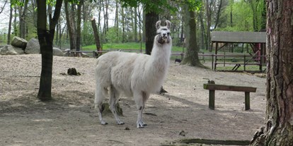 Ausflug mit Kindern - TOP Ausflugsziel 2023 - Pasewalk - Lama mit ordentlich viel Wolle
 - Tierpark Ueckermünde