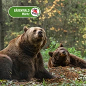 Destination - In Westeuropas größtem Bärenschutzzentrum, einem Tierschutzprojekt von VIER PFOTEN, leben aktuell 14 Braunbären. Die aus Zoos, Zirkussen und privaten Haltungen geretteten Braunbären finden hier ein naturnahes Zuhause mit viel Platz. - BÄRENWALD Müritz