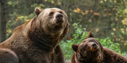 Ausflug mit Kindern - Parkmöglichkeiten - Waren (Müritz) - In Westeuropas größtem Bärenschutzzentrum, einem Tierschutzprojekt von VIER PFOTEN, leben aktuell 14 Braunbären. Die aus Zoos, Zirkussen und privaten Haltungen geretteten Braunbären finden hier ein naturnahes Zuhause mit viel Platz. - BÄRENWALD Müritz
