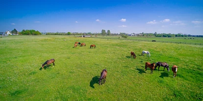 Ausflug mit Kindern - Themenschwerpunkt: Tiere - Deutschland - Pferde-Weide in Hirschburg - Bernsteinreiter