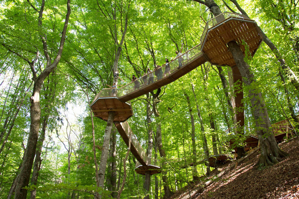 Reis met kinderen - Alter der Kinder: Jugendliche - Top Ausflugsziel Kärnten Familywald Ossiacher See mit Baumwipfelpfad im Buchenurwald - Familywald Ossiacher See