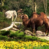 Ausflugsziel - Tierpark Hagenbeck