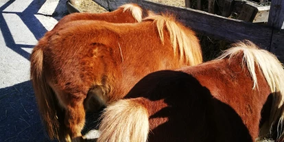 Ausflug mit Kindern - Witterung: Wechselhaft - Sankt Leonhard (Grödig) - Ponys auf der Straße beim Gut Aiderbichl  - Gut Aiderbichl Henndorf