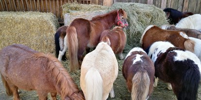 Ausflug mit Kindern - Witterung: Wechselhaft - Grödig - Jede Menge Ponys  - Gut Aiderbichl Henndorf
