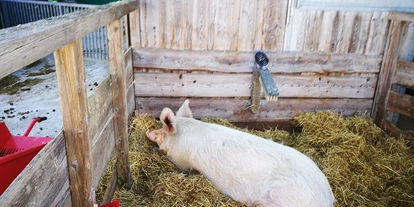 Ausflug mit Kindern - Umgebungsschwerpunkt: Land - Sankt Leonhard (Grödig) - Sehr großes Schwein genießt ein Nickerchen  - Gut Aiderbichl Henndorf