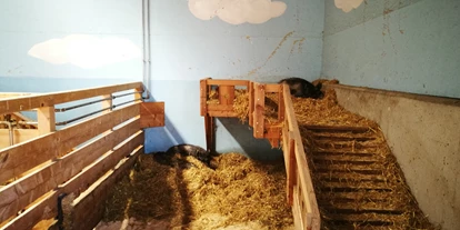 Ausflug mit Kindern - Ausflugsziel ist: ein Bauernhof - Sankt Leonhard (Grödig) - Ein saugutes Leben haben die Schweine hier - Gut Aiderbichl Henndorf