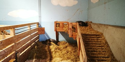 Ausflug mit Kindern - Rottstätt - Ein saugutes Leben haben die Schweine hier - Gut Aiderbichl Henndorf
