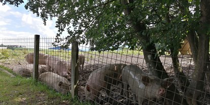 Ausflug mit Kindern - Waidach (Nußdorf am Haunsberg) - Zu guter Letzt: Schweine, die sich vor Glück im Schlamm suhlen  - Schaukelweg Anthering