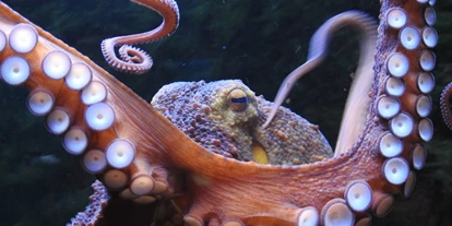 Ausflug mit Kindern - Kinderwagen: vollständig geeignet - Leichlingen - Krake (Octopus vulgaris) im Aquazoo Löbbecke Museum - Aquazoo Löbbecke Museum