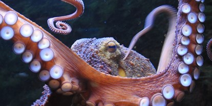 Ausflug mit Kindern - Wickeltisch - Nordrhein-Westfalen - Krake (Octopus vulgaris) im Aquazoo Löbbecke Museum - Aquazoo Löbbecke Museum
