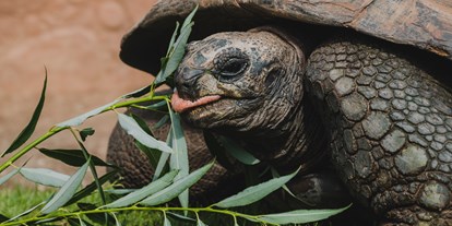 Ausflug mit Kindern - Alter der Kinder: 6 bis 10 Jahre - PLZ 45309 (Deutschland) - Seychellen-Riesenschildkröte - Tierpark + Fossilium Bochum