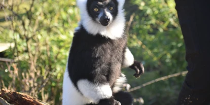 Trip with children - Emsdetten - Varis leben auf Madagaskar, wo sie vom Aussterben bedroht sind. Sie gehören zur Familie der Lemuren, die es nur auf der Ostafrikanischen Insel gibt.  - Allwetterzoo Münster