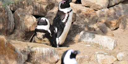 Trip with children - Weg: Erlebnisweg - Germany - Pinguine leiden unter dem Klimawandel, der Fischerei sowie der Meeresverschmutzung. Dies trifft in hohem Maß für den stark gefährdeten Brillenpinguin zu, dessen Zoobestand durch ein Zuchtprogramm gefördert wird und der deshalb in vielen Zoos zu sehen ist. - Allwetterzoo Münster