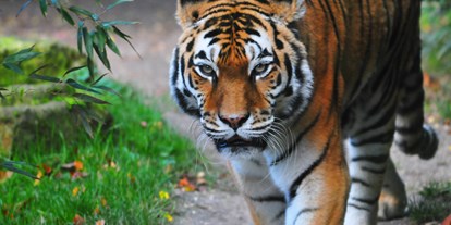 Ausflug mit Kindern - Ausflugsziel ist: ein Zoo - Der Amurtiger ist der größte alle noch lebenden Tigerarten. Sein zweiter Name verrät, wo die letzten wilden Exemplare noch leben. Er wird auch Sibirischer Tiger genannt.  - Allwetterzoo Münster
