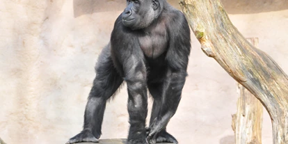 Ausflug mit Kindern - Themenschwerpunkt: Tiere - Deutschland - Gorillas sind die größten Menschenaffen. Sie sind aber weniger klettergewandt als ihre Verwandten und bewegen sich vorwiegend auf dem Erdboden. Obwohl sie recht friedliche Vegetarier sind, werden sich noch immer illegal gejagt - und das, obwohl sie bereits vom Aussterben bedroht sind.  - Allwetterzoo Münster