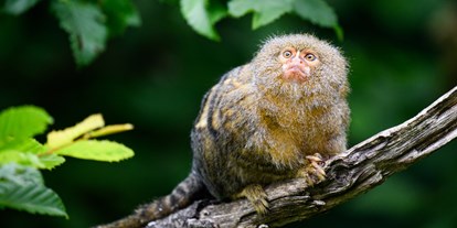 Ausflug mit Kindern - Münsterland - Zwergseidenäffchen sind die kleinsten Affen der Welt. Sie leben in den dichten Urwäldern des   Amazonas-Regenwaldes in Brasiliens.  - Allwetterzoo Münster