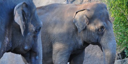 Ausflug mit Kindern - Ausflugsziel ist: ein Zoo - Die asiatischen und afrikanischen Elefanten können leicht an ihren Ohren unterschieden werden. Denn die afrikanischen Elefanten haben sehr viel größere Ohren als ihre auch in Münster lebenden Verwandten.  - Allwetterzoo Münster