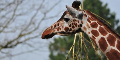Reis met kinderen - Weg: Lernweg - Giraffen haben einen sehr langen Hals, aber deswegen nicht mehr Halswirbel. Sie haben genau so viele wie zum Beispiel wir Menschen - also sieben Stück.  - Allwetterzoo Münster