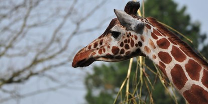 Ausflug mit Kindern - Umgebungsschwerpunkt: Stadt - Münsterland - Giraffen haben einen sehr langen Hals, aber deswegen nicht mehr Halswirbel. Sie haben genau so viele wie zum Beispiel wir Menschen - also sieben Stück.  - Allwetterzoo Münster