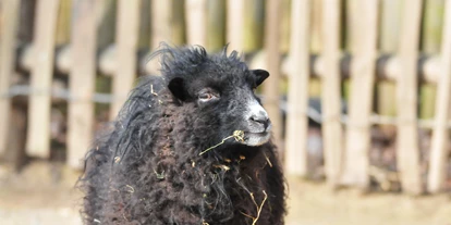 Reis met kinderen - Senden (Coesfeld) - Das Ouessantschaft ist das kleinste europäische Schaf. Da es für die Landwirtschaft nicht spannend ist, gehört es mittlerweile zu den Arche-Tieren. Das sind alte Haustierrassen, die vor dem Aussterben gerettet worden sind.  - Allwetterzoo Münster