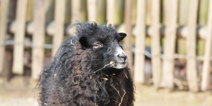 Ausflug mit Kindern - Wickeltisch - Nordrhein-Westfalen - Das Ouessantschaft ist das kleinste europäische Schaf. Da es für die Landwirtschaft nicht spannend ist, gehört es mittlerweile zu den Arche-Tieren. Das sind alte Haustierrassen, die vor dem Aussterben gerettet worden sind.  - Allwetterzoo Münster