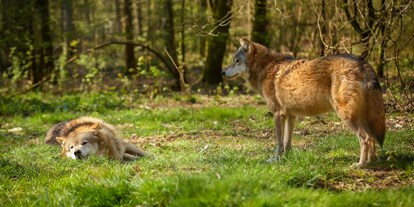 Ausflug mit Kindern - Ausflugsziel ist: ein Wandergebiet - Völklingen - Wolfspark-Werner-Freund