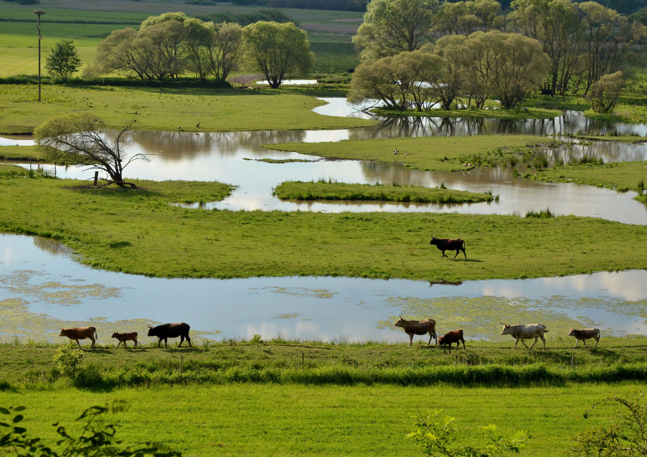 Ausflugsziel - Bick vom Aussichtsturm auf das Beeder Biotop (Foto Dzieia) - Biotop Beeden