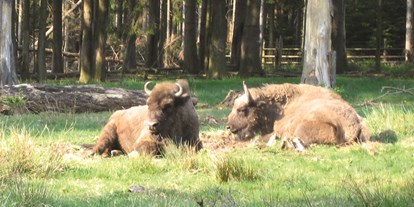 Ausflug mit Kindern - Ausflugsziel ist: ein Tierpark - Großostheim - Wisente - Englischer Garten zu Eulbach