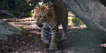 Ausflug mit Kindern - Witterung: Bewölkt - Bruck bei Hausleiten - CHINA-LEOPARDEN sind eine vom Aussterben stark bedrohte Tierart - Tierpark Stadt Haag