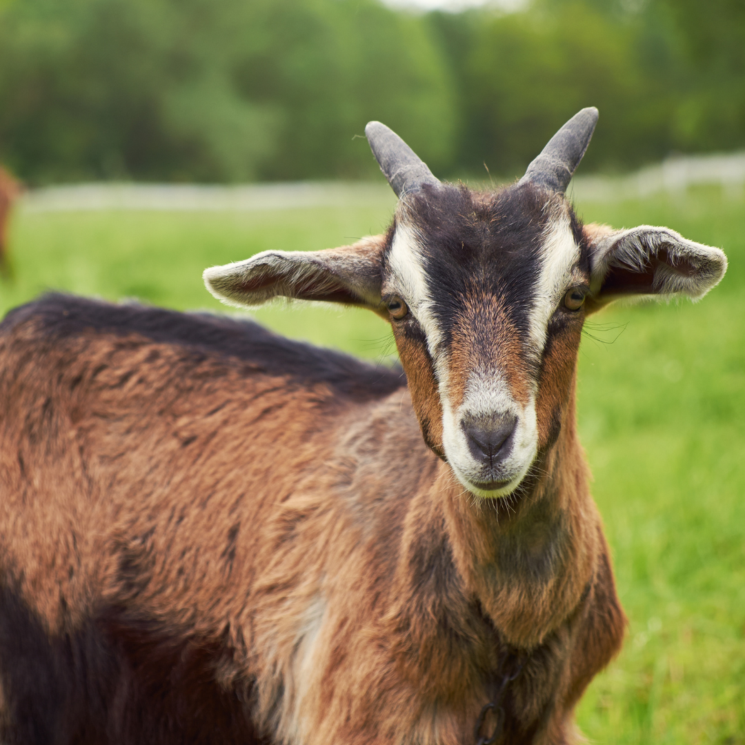 Ausflugsziel - Symbolbild für Ausflugsziel Tiergarten Hansestadt Stendal. Keine korrekte oder ähnlich Darstellung! - Tiergarten Hansestadt Stendal