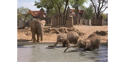 Ausflug mit Kindern - erreichbar mit: Bus - Deutschland - In der Haltung und Zucht afrikanischer Elefanten ist der Zoo Halle derzeit Deutschlands erfolgreichster Zoo. - Zoologischer Garten Halle (Bergzoo)