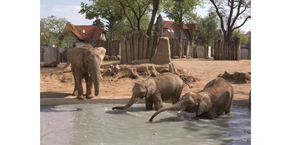 Ausflug mit Kindern - Ausflugsziel ist: ein Aussichtspunkt - In der Haltung und Zucht afrikanischer Elefanten ist der Zoo Halle derzeit Deutschlands erfolgreichster Zoo. - Zoologischer Garten Halle (Bergzoo)