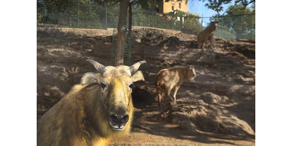 Ausflug mit Kindern - Der Zoo beherbergt viele seltene Bergtierarten, wie z.B. die Goldtakine, die nur im chinesischen  Qinling-Gebirge vorkommen - Zoologischer Garten Halle (Bergzoo)