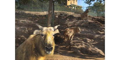 Ausflug mit Kindern - Löbejün - Der Zoo beherbergt viele seltene Bergtierarten, wie z.B. die Goldtakine, die nur im chinesischen  Qinling-Gebirge vorkommen - Zoologischer Garten Halle (Bergzoo)
