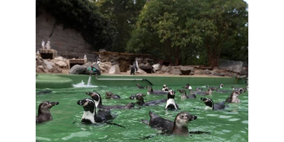 Ausflug mit Kindern - Ausflugsziel ist: ein Streichelzoo - Deutschland - Nirgendwo kommt man den Pinguinen näher als im Zoo Halle - Zoologischer Garten Halle (Bergzoo)