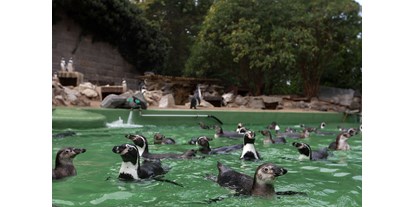 Ausflug mit Kindern - Ausflugsziel ist: ein Aussichtspunkt - Nirgendwo kommt man den Pinguinen näher als im Zoo Halle - Zoologischer Garten Halle (Bergzoo)