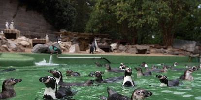 Ausflug mit Kindern - Ausflugsziel ist: ein Aussichtspunkt - Zoologischer Garten Halle (Bergzoo)