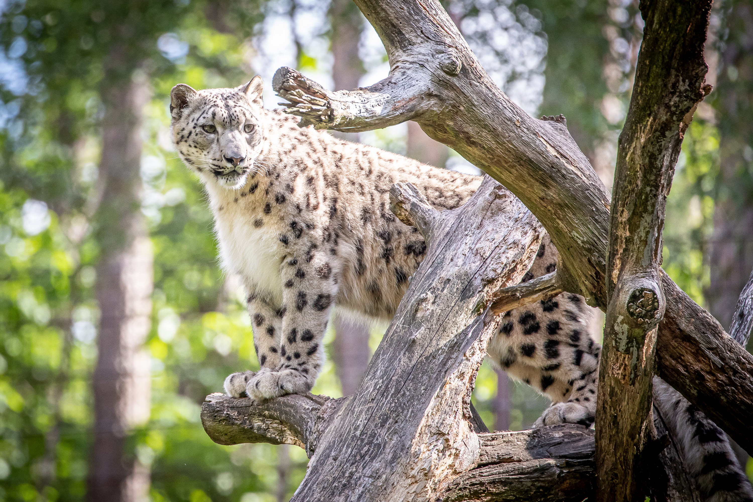 Destination - Schneeleopard - Wildpark Lüneburger Heide