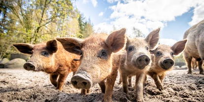 Ausflug mit Kindern - Themenschwerpunkt: Tiere - Deutschland - Wollschweine - Wildpark Lüneburger Heide