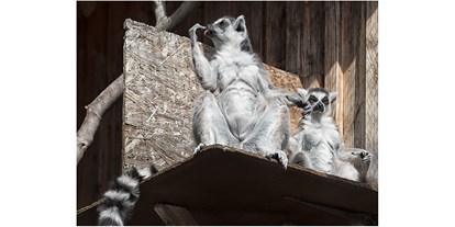 Ausflug mit Kindern - Witterung: Kälte - Deutschland - Kattas - Tierpark Petermoor