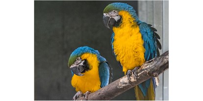Ausflug mit Kindern - Ausflugsziel ist: ein Zoo - Gelbbrustaras - Tierpark Petermoor