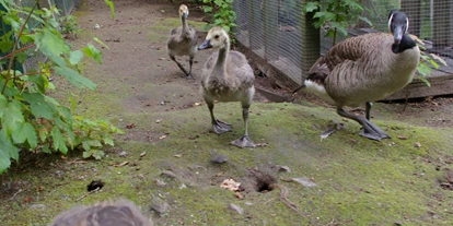 Ausflug mit Kindern - Freistatt - Immer viel Nachwuchs im Tierpark zu begucken, die Tiere fühlen sich halt wohl.  - Tierpark Petermoor