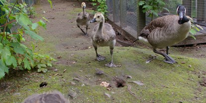 Ausflug mit Kindern - Alter der Kinder: 1 bis 2 Jahre - Engeln - Immer viel Nachwuchs im Tierpark zu begucken, die Tiere fühlen sich halt wohl.  - Tierpark Petermoor