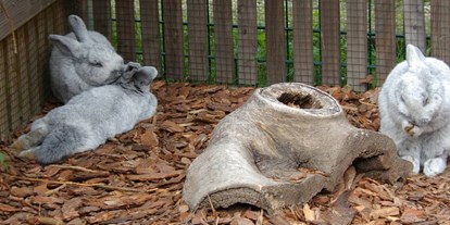 Ausflug mit Kindern - Ausflugsziel ist: ein Zoo - Silberkaninchen  - Tierpark Petermoor