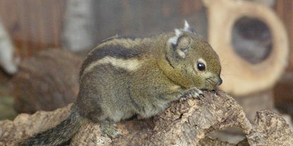 Ausflug mit Kindern - Baumhörnchen - Tierpark Petermoor
