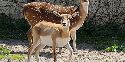 Ausflug mit Kindern - Witterung: Wechselhaft - Engeln - Tierpark Petermoor