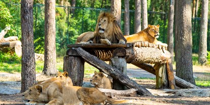 Ausflug mit Kindern - Ausflugsziel ist: ein Zoo - Lüneburger Heide - Serengeti-Park Hodenhagen